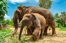 Full-Day Guided Sightseeing Island Tour around Koh Samui 