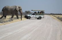 Safari in Etosha national park with professional tour guides born in Etosha.
