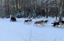 Husky dog sled/bike kart ride in Latvia ~ 3h group tour from Riga
