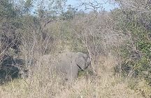 Day safari in Pilanesberg National Park 