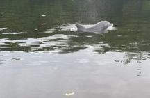 Dolphin and Manatee Adventure Tour of Sarasota with Olde Florida History!