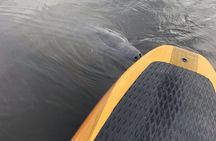 Dolphin and Manatee Adventure Tour of Naples with Florida History