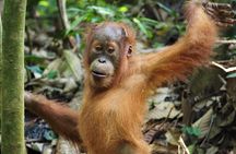 2-Day Jungle Trekking & Rafting in North Sumatra