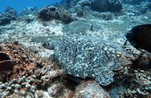 2 Tank Cozumel Reef Boat Dives