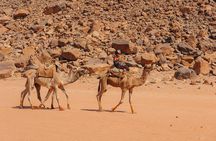 Camel Tours in Wadi Rum Desert | Magic Bedouin Star