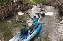 Guided Kayak Mangrove Ecotour in Rookery Bay Reserve, Naples