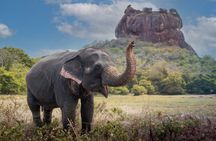 Private day Tour Sigiriya & Dambulla Cave Temple with Entrance Fee & Lunch