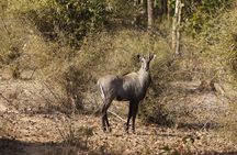 Bardia National Park package with Tiger Tops Karnali lodge