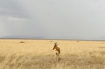 Big Five Dream Safari