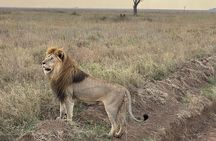 Big Five Dream Safari