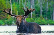 Private Sunset Grand Teton Wildlife Adventure