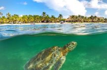 Turtles & Tulum Ruins! Round Transportation from Tulum City 