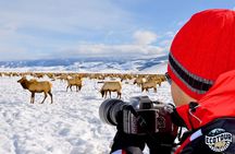 Full Day Private Elk Refuge Sleigh Ride and Wildlife Art Museum Tour