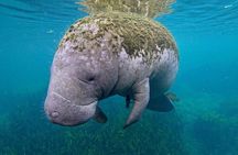 3-Hour Small Group All-Inclusive Manatee Swim with Photo Package