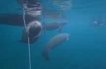 3-Hour Small Group All-Inclusive Manatee Swim with Photo Package