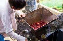Medellin Coffee Tour & Spa