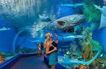 Cairns Aquarium and small group City Sightseeing Tour