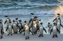 Top 10 Super Tour: Table Mountain, Penguins & Cape of Good Hope Small Group Trip