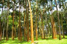 Full Day Tour of Reunion Island with Breakfast