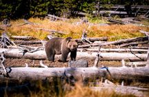 Grand Teton and Yellowstone Self-Guided Driving Tours Bundle