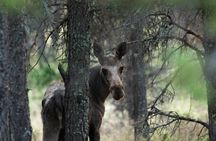 Moose Safari │ Dovre & Lesja Aktiv