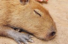 6-Day Amazon Odyssey: Private Amacayacu Ancestral Expedition