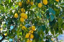 Guided tour of the history and tradition of the Sorrento lemon