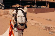 Camel Tours in Wadi Rum Desert | Magic Bedouin Star