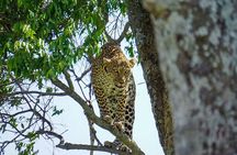 Nairobi National park, Giraffe center and Museum day tour