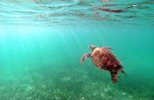 Snorkeling with Turtles and Cenote Tour from Riviera Maya