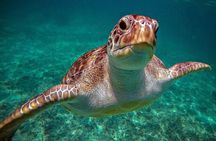Snorkeling with Turtles and Cenote Tour from Riviera Maya