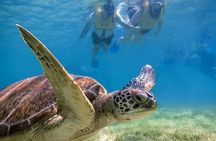 Snorkeling with Turtles and Cenote Tour from Riviera Maya