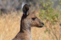 Morning Cruise on the Murchison River in Kalbarri (April to Nov)