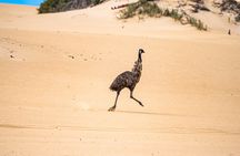 Coffin Bay National Park Half-day 4WD Tour