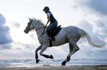 Explore the Desert or Seaside on Horseback In Sharm El Sheikh