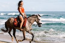 Explore the Desert or Seaside on Horseback In Sharm El Sheikh