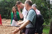 Coffee & Macadamia Fincas Tour 