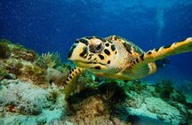 Two Reefs For Certified Divers in Cancun