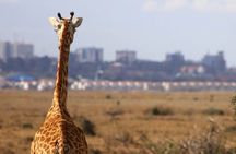 Nairobi National Park Group Shared Tour