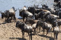 5 days wildebeest migration Lake Naivasha Lake Nakuru Masai Mara luxury Safari