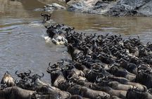 5 days wildebeest migration Lake Naivasha Lake Nakuru Masai Mara luxury Safari