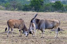 4 Days wildebeest lake nakuru masai mara safari