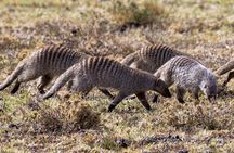 4 Days wildebeest lake nakuru masai mara safari
