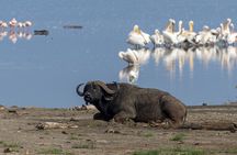 4 Days wildebeest lake nakuru masai mara safari