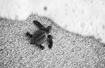 Los Cabos turtle release conservation program