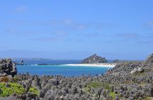 Dama Island or Chañaral Navigation Tour Humboldt Penguin Reserve
