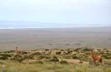 Dama Island or Chañaral Navigation Tour Humboldt Penguin Reserve