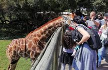 Half-Day Lion and Safari Park Tour