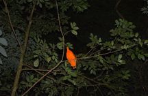 Kanuku Mountain Trekking Activity