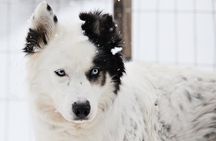 30 Minutes Husky Safari and Farm Visit in Pyhatunturi 